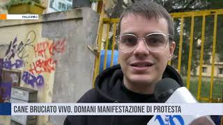 Palermo Cane bruciato vivo Domani manifestazione di protesta [upl. by Ennayrb143]