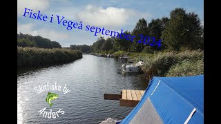 Fiske i Vegeå september 2024 [upl. by Ettenal]