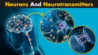 Neurons And Neurotransmitters  A Complete Guide [upl. by Nonnaihr]