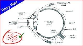 Eye Diagram drawing CBSE  easy way  draw Human eye anatomy  Step by step for beginners [upl. by Elleval]