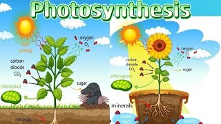 Photosynthesis [upl. by Brotherson]