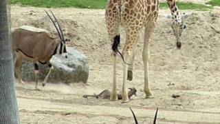 Giraffe vs Baby Gazelle  Wild Animal Park  San Diego [upl. by Sellma]