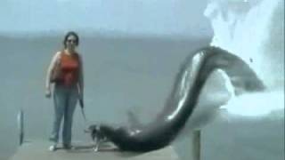 Anaconda attackwmv [upl. by Applegate]