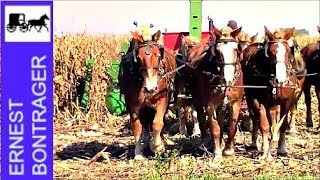 Amish Farmer with 7 Horse Hitch and 3 Row Corn Picker [upl. by Naujak524]