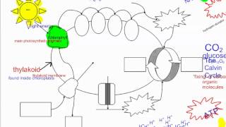 Photosynthesis Part 1 Intro IB Biology [upl. by Mallina]