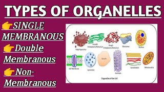 Types Of Organelles and their functions  Single Membrane Organelles  Double Membrane Organelles [upl. by Barger]