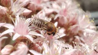 Abeja Megachile binominata entre flores de un bejeque Aeonium lancerottense Lanzarote Jun24 [upl. by Mashe]