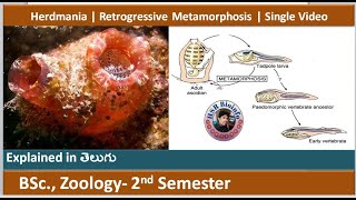 🎯for 2 amp 3rd SemesterCOREV RETROGRESSIVE METAMORPHOSIS 💯  Full Concept Clear ବୁଝନ୍ତୁ ଓଡିଆରେ🔥 [upl. by Babs]