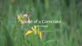 Corncrake Calling [upl. by Shelburne]