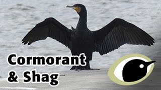 BTO Bird ID  Cormorant and Shag [upl. by Poll]