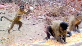 CAPUCHIN MONKEYS FLIRT BY THROWING STONES [upl. by Berna]