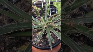 Agave Parviflora agave succulent houseplants [upl. by Bullock]