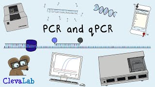 What is PCR and qPCR  PCR Animation [upl. by Gujral]