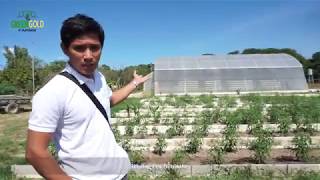 HYDROPONICS EPISODE 3 Traditional Farming Vs Greenhouse Farming  Greengold Farmss [upl. by Halford]