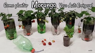 Como Plantar Morango  Vaso Auto Irrigável em Garrafa Pet passo a passo [upl. by Dadivitan]