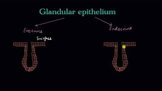 Glandular epithelium  Structural organization in animals  Biology  Khan Academy [upl. by Eelahc]