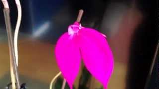 Masdevallia Coccinea Orchid Cuture and care [upl. by Annaert]