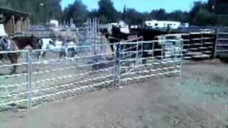 Corgi Dog Brings In Cows  Super Cute [upl. by Leahcimnoj]