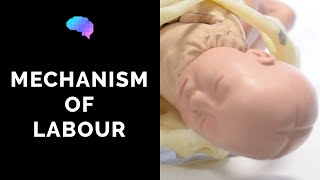 Mechanism of Labour amp Fetal Positions  OSCE Guide  UKMLA  CPSA [upl. by Yardley]