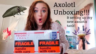 AXOLOTL UNBOXING amp SETTING UP MY NEW PET AXOLOTLS TANK  ItsAnnaLouise [upl. by Parrish]