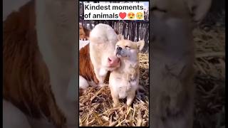 Kindest Moments of animals😍 Part 1 [upl. by Suanne745]