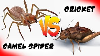 Camel Spider Vs Mole Cricket  Who Wins Epic Bug Battle High Definition [upl. by Grace]