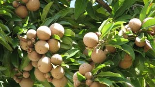 Sapodilla Fruit Tree [upl. by Katlaps]