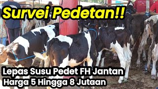 Survei PedetanLepas Susu Pedet FH Jantan Harga 5 Jutaan Hingga 8 Jutaan [upl. by Ditmore]