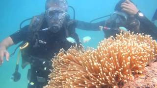 Scuba Diving  Havelock Island Andaman [upl. by Stuart237]