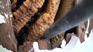 Abeilles Déloger une colonie installée en sous toiture Honey bee colony removal [upl. by Nanaj]