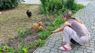 Puppies Abandoned Without Any Mercy Cant Stop Jump for Joy after Being Rescued [upl. by Halilahk]