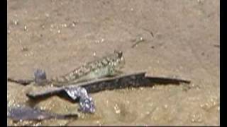 PERIOPHTALME GOBIES MUDSKIPPER MUTSUGORO MADAGASCAR [upl. by Nitsuj]