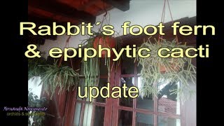 Rabbits foot fern amp epiphytic cacti  update [upl. by Yllak414]