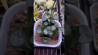 Haworthia Pollination Hand pollinating result plants haworthia propagation pollination short [upl. by Farly]