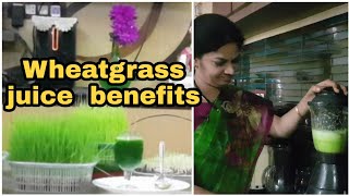 Wheatgrass juice preparation amp its benefitsఎన్నో ప్రయోజనాలు ఉన్న గోధుమగడ్డి జ్యూస్ చేసుకుని తాగుదాo [upl. by Tomaso]