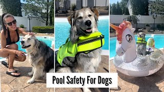 Pool Safety for Dogs [upl. by Shelly]