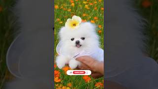 सबसे सस्ता dog market  Pomeranian dog shop  dog shop in India  Pomeranian dog price in India dog [upl. by Plunkett]