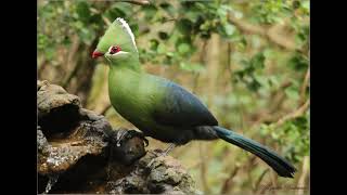 Knysna Turaco calling [upl. by Eras520]