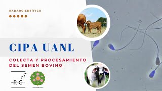 Aprende a procesar semen de bovino con los expertos [upl. by Filmore]