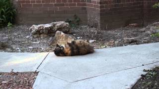 My calico Manx cat rolling around outside Ends with a bang [upl. by Ozmo]