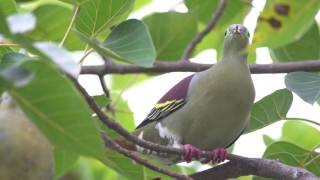 Thick Billed Green Pigeon [upl. by Hedwig683]