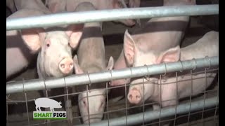 A Full Pig Farming Guide for Beginners  Smart Pigs Part 1 [upl. by Chelton]