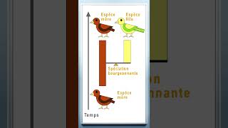 Comment Apparaissent les Nouvelles Espèces  shorts évolution spéciation espèce [upl. by Swords618]