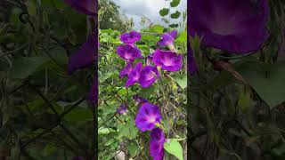 Кручені паничі або іпомея пурпурова  Ipomoea purpurea  garden nature [upl. by Neerahs]