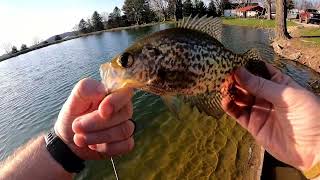 Spring Pond Crappie [upl. by Aerol]