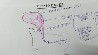 Muscle of Mastication  Temporalis Muscle  TCML [upl. by Lunt]