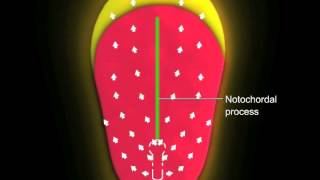 Gastrulation [upl. by Monsour]