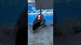 Giant Whale Surfaces at Water Park shortsvideo [upl. by Ariaes]