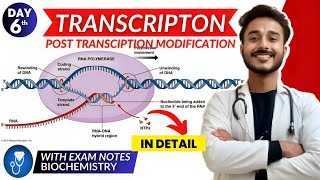 transcripton biochemistry  post transciption modification biochemistry  transcription in eukaryote [upl. by Libre]