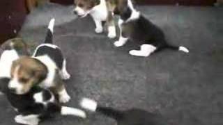 3 weeks old beagles playing [upl. by Streeto]